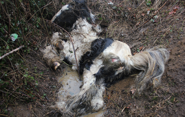 rugby dumped foal