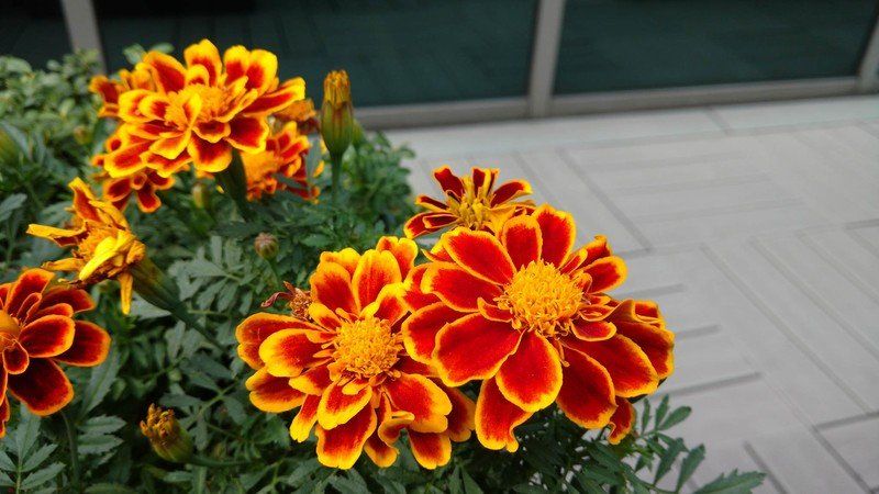 Droid Maxx 2 Camera Sample