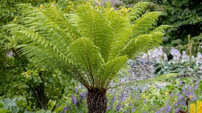 large tree fern in full leaf in a garden