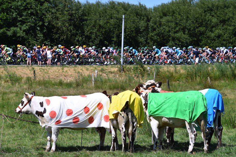 What else but a yellow, green, white and polka dot quartet of cows