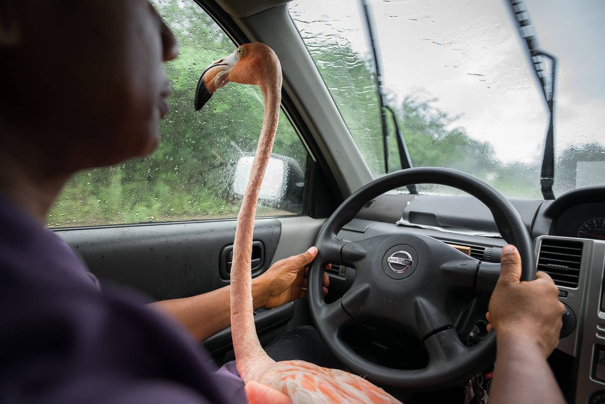 Pink flamingo sitting on lap of man driving car.
