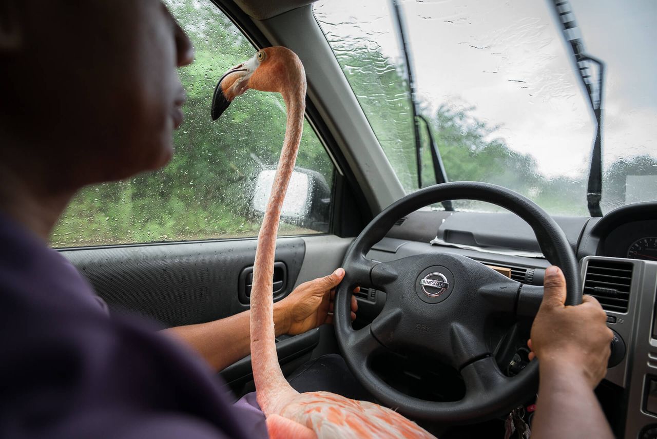 Pink flamingo sitting on lap of man driving car.