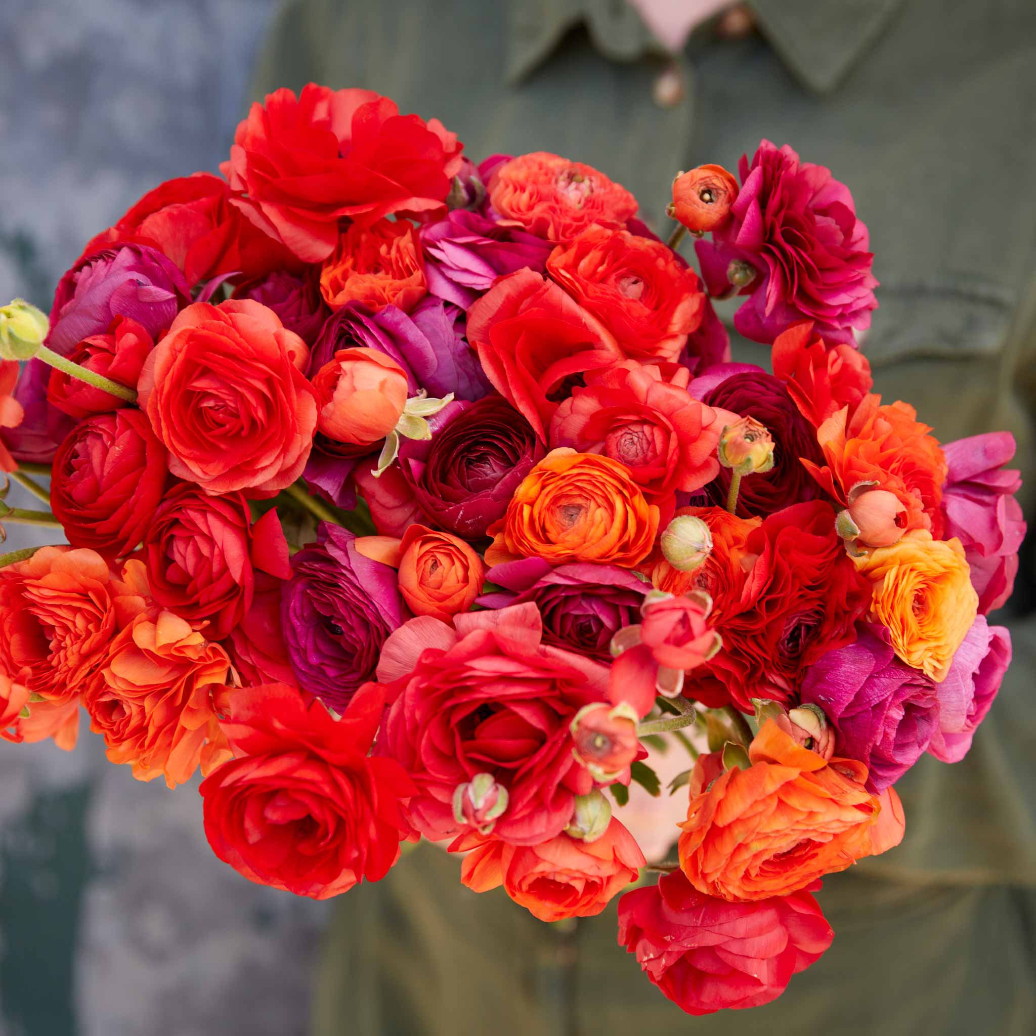 Ranunculus Bulbs - Cherry Pie Mix