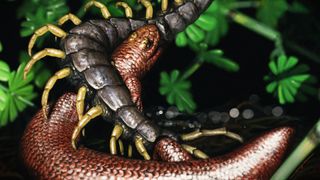 An artistic representation of the tiny but fierce Joermungandr bolti as it battles a centipede. 