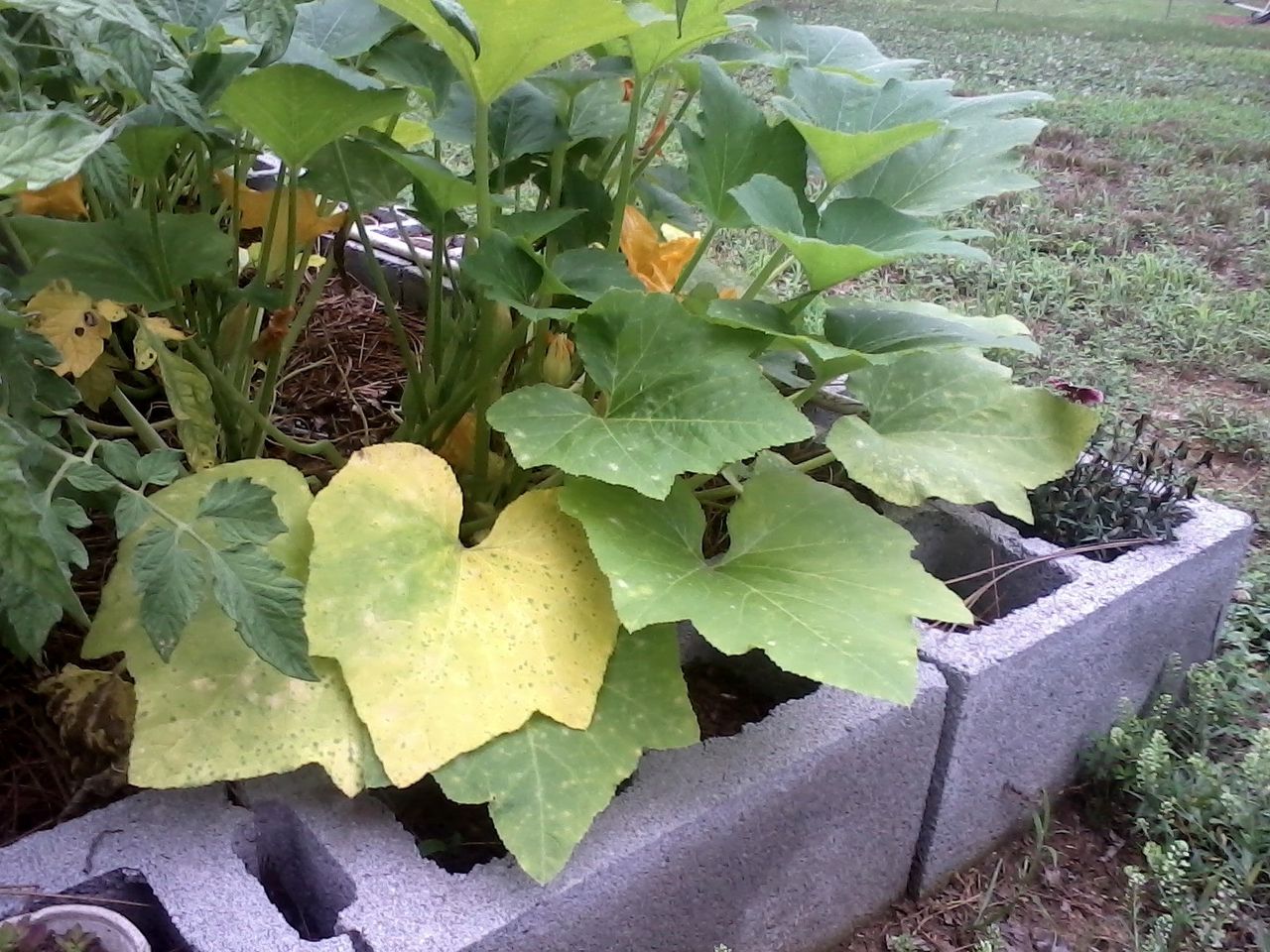 Yellowing Squash Leaves