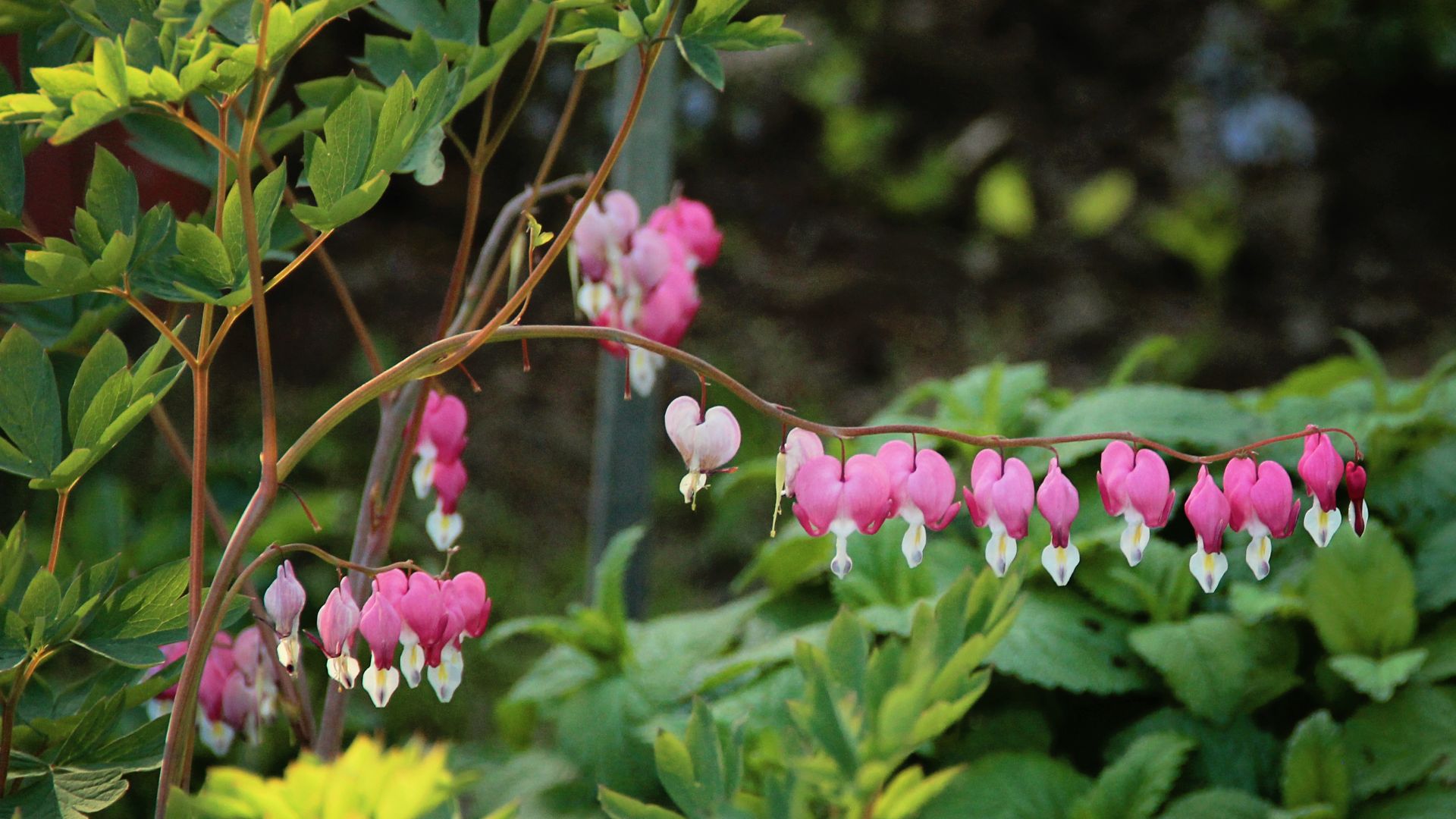 picture of bleeding heart plant