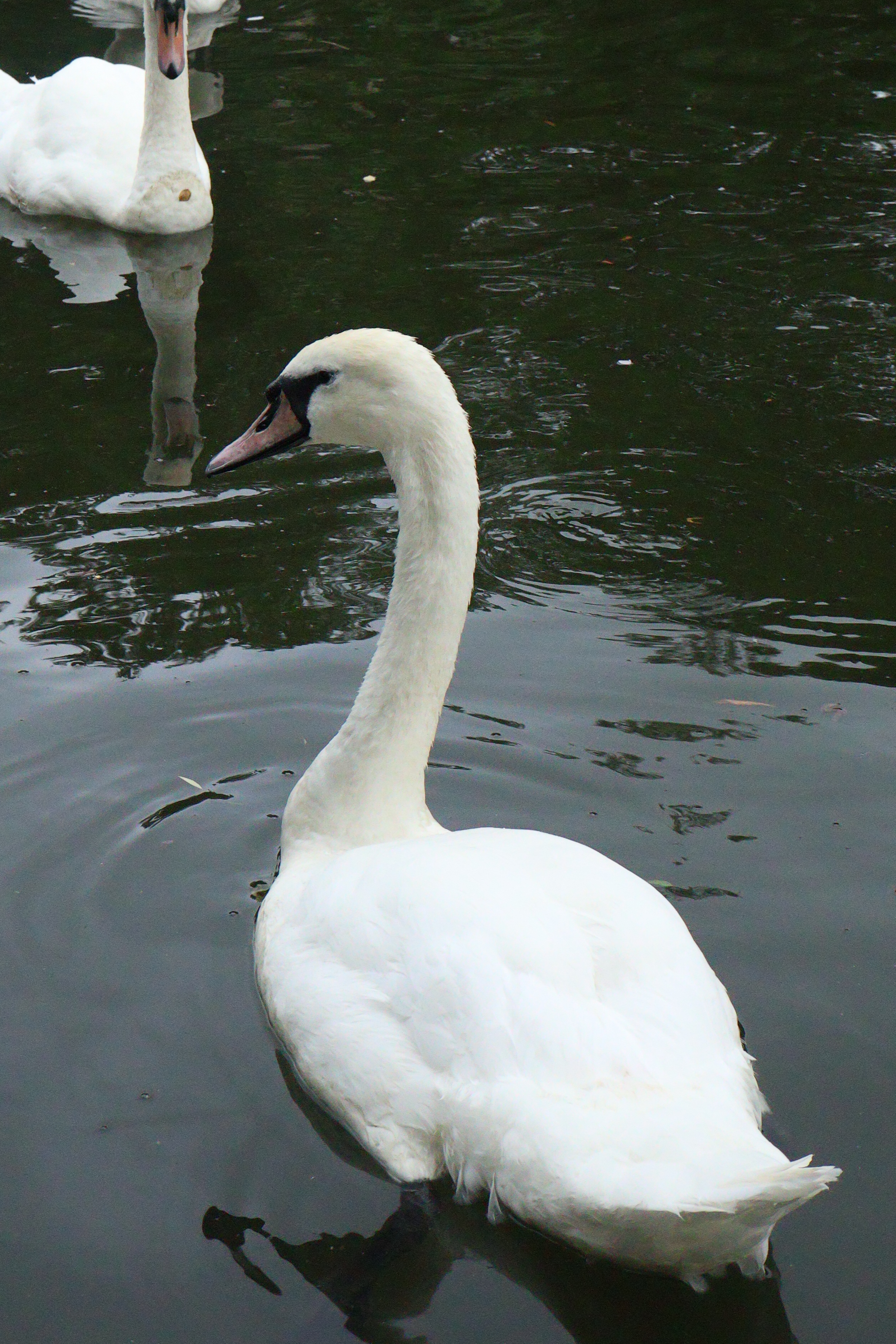 A photo of a swan swimming taken on a Canon EOS R50 V mirrorless video camera