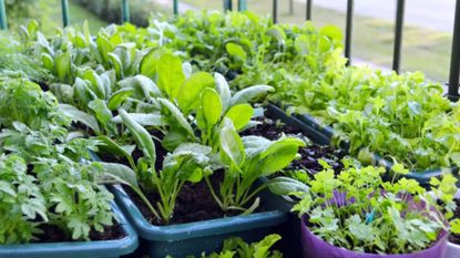 Container Grown Vegetable Garden