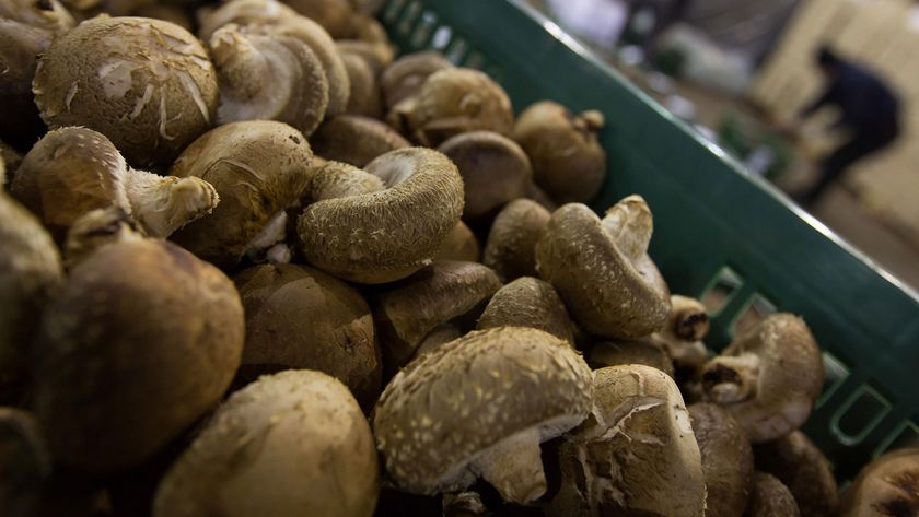 Shitake mushrooms are stacked in boxes ahead of an auction 