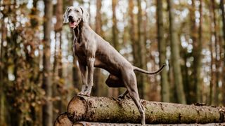 Weimaraner