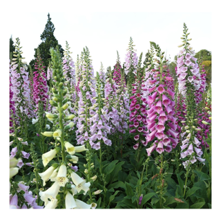 Live foxglove plants in pink, purple and white