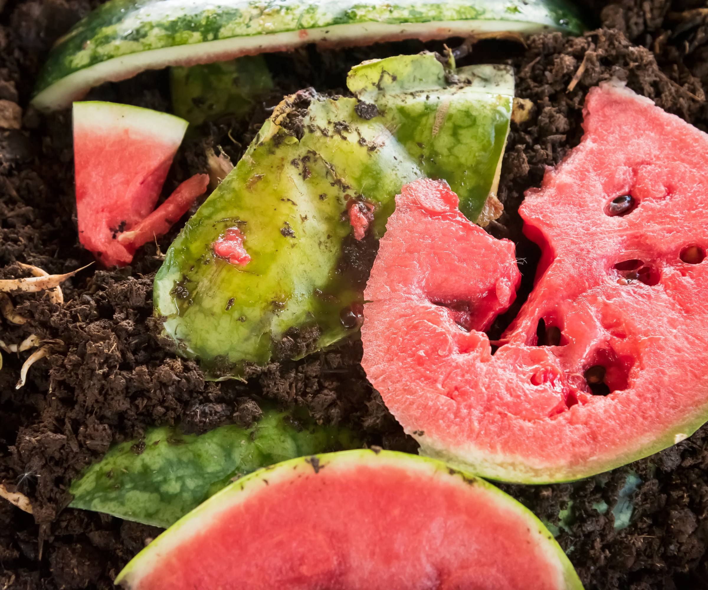 Watermelon slices in soil for trench composting