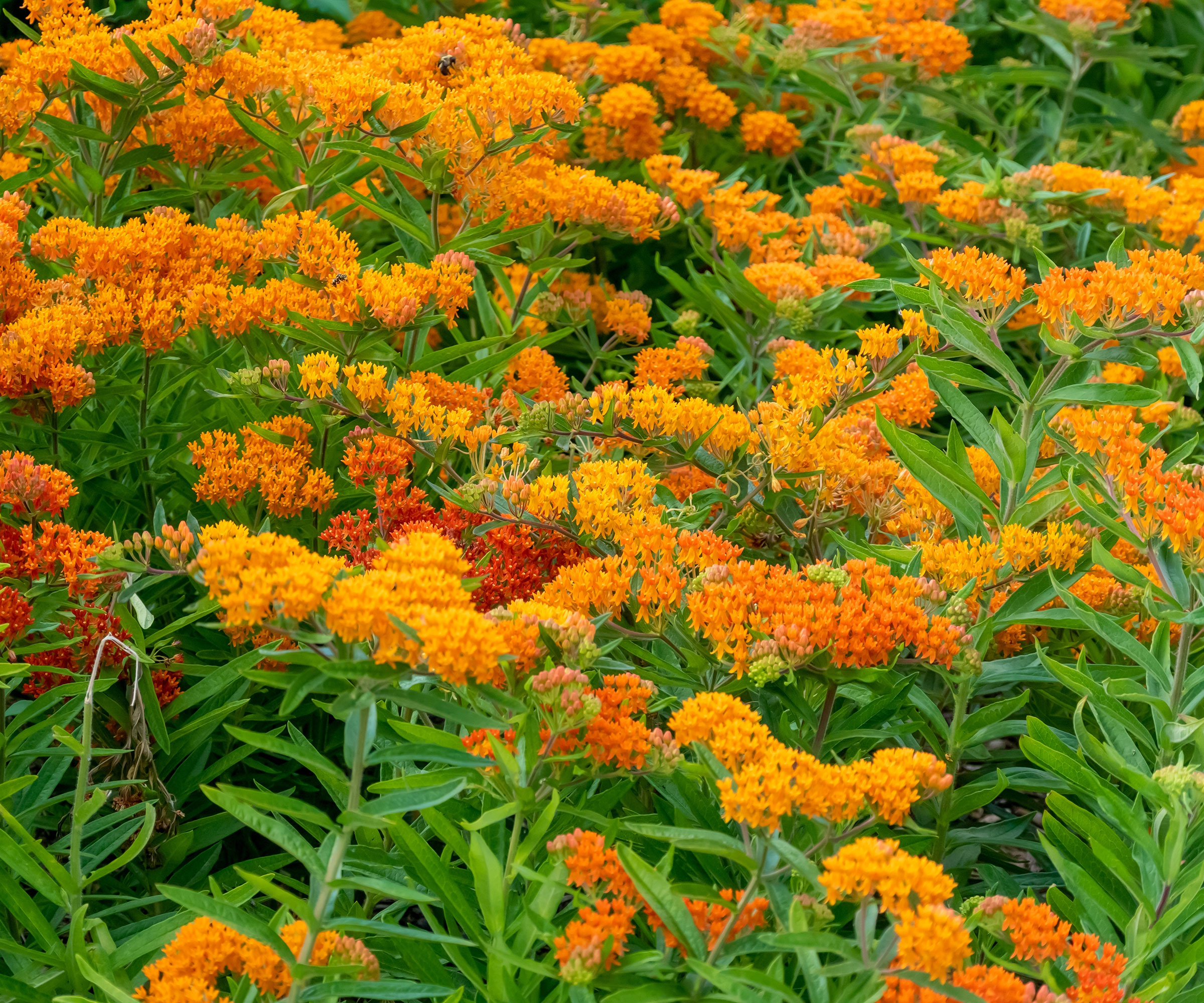 orange butterfly weed flowering in summer border