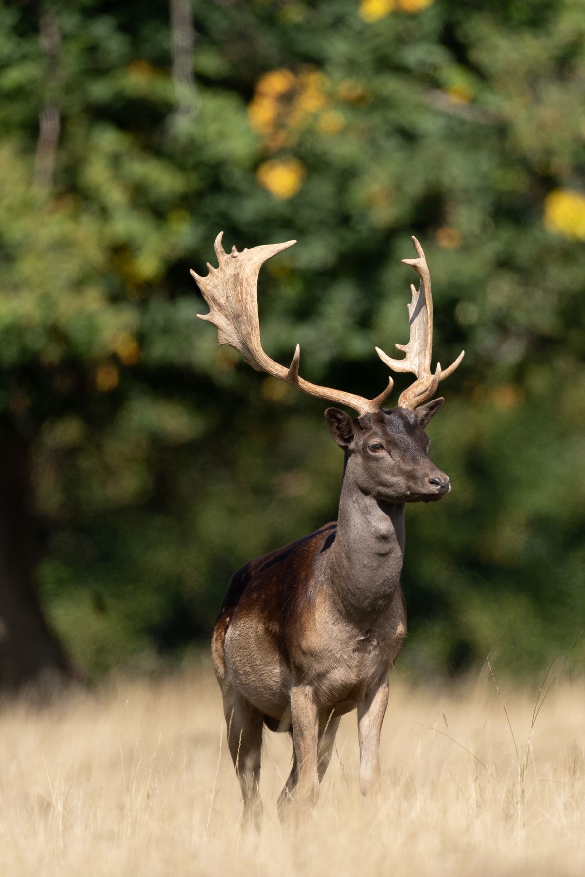 Telephoto image of a deer in a deer park