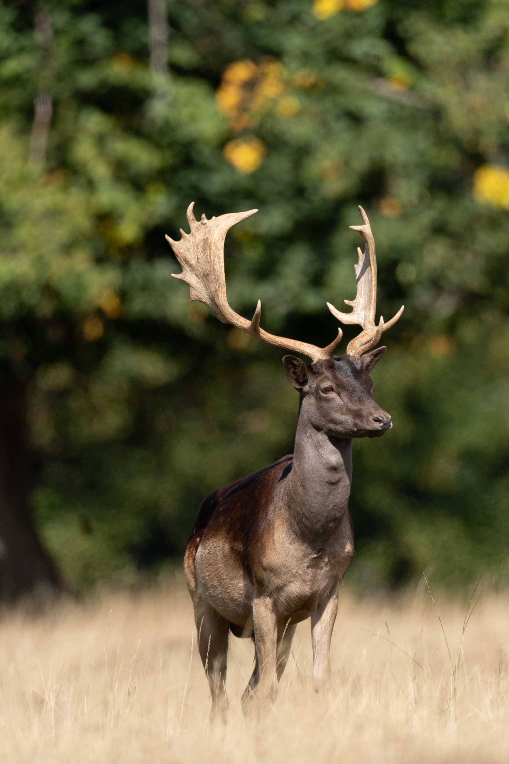 Telephoto image of a deer in a deer park