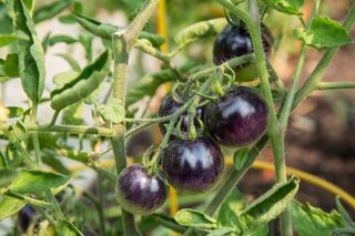 indigo violet tomatoes