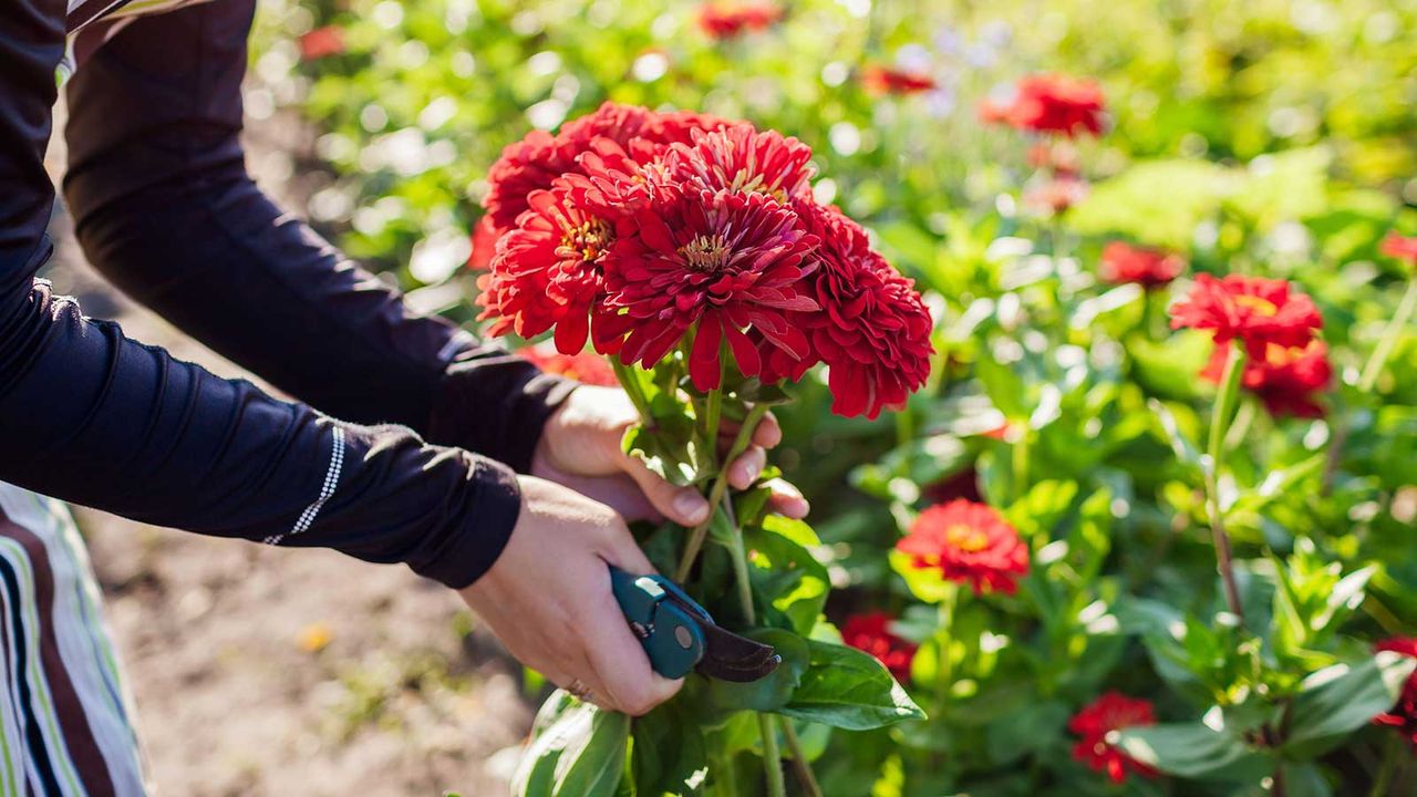 picking red zinnias from a cutting garden