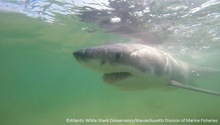 rescued great white shark, near the rescue boat