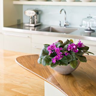 African violet plant in a kitchen