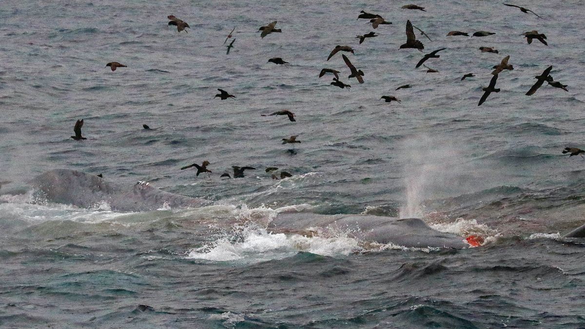 Whale Predators Killer whales spotted for the first time killing blue whales | Live Science