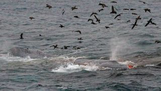 Orcas attack a rapidly weakening blue whale off southern Australia.