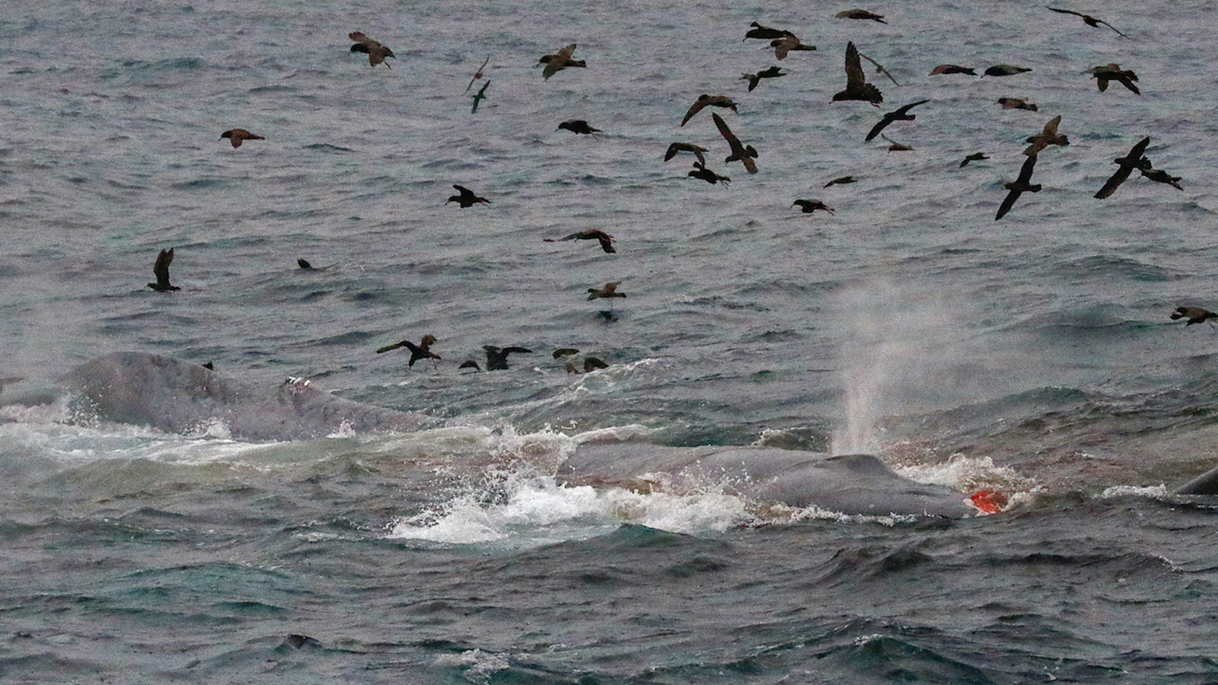 Orcas greifen vor Südaustralien einen schnell schwächer werdenden Blauwal an.