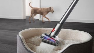 Dyson V15 Detect cleaning a dog bed.