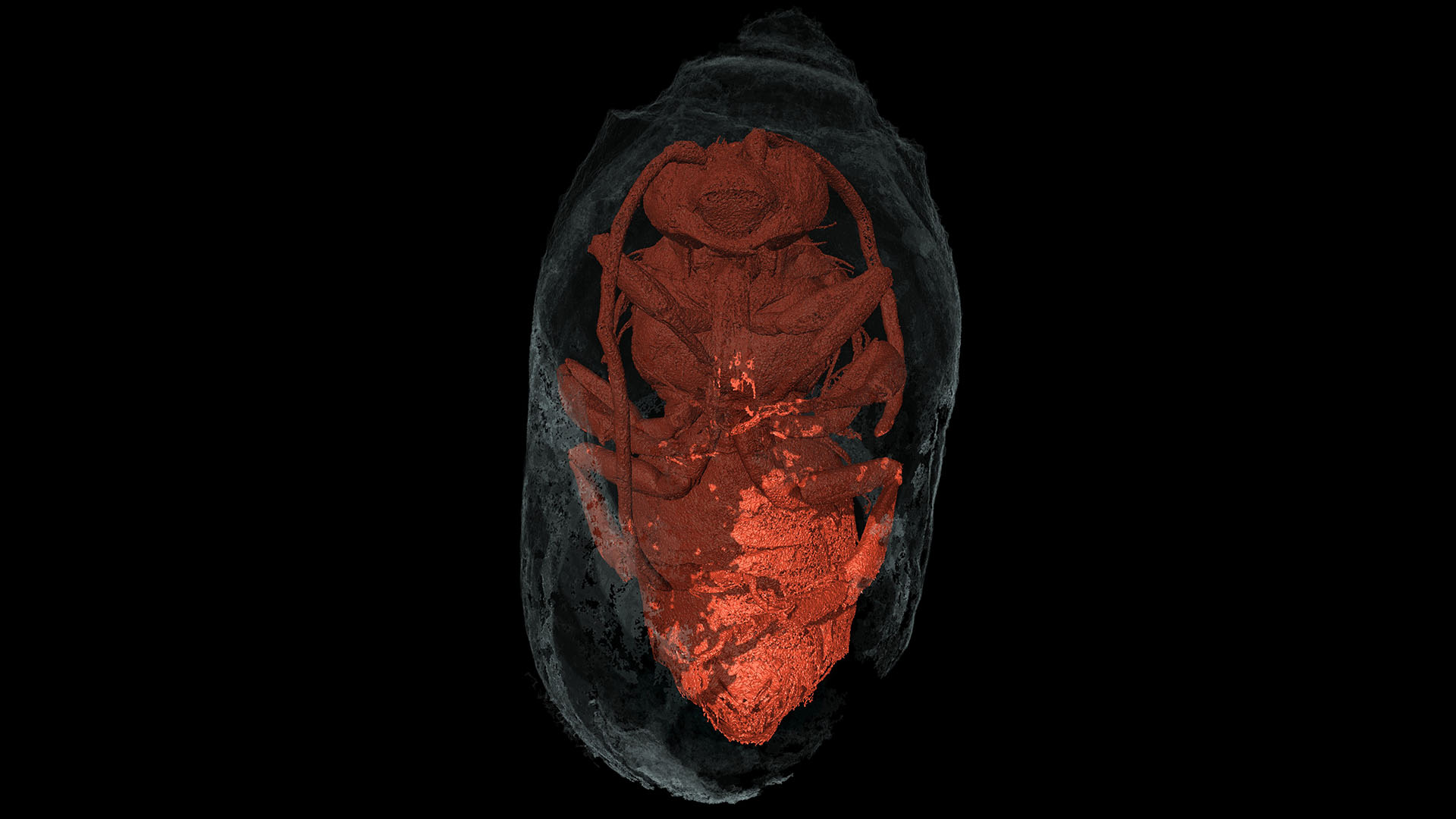 X-ray micro-computed tomography views of a male Eucera bee (ventral) inside a sealed cocoon.