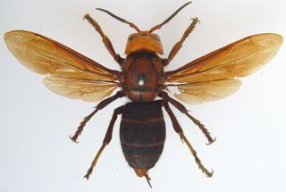 Another image from carpenter shows the full body of a V. mandarinia specimen. Individuals can vary in coloration.