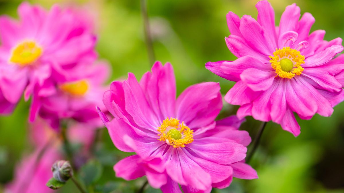 Your Gloomy Yard Spaces Need These 7 Shade-Friendly Superstars For Lasting Blooms and Sparkle in Fall
