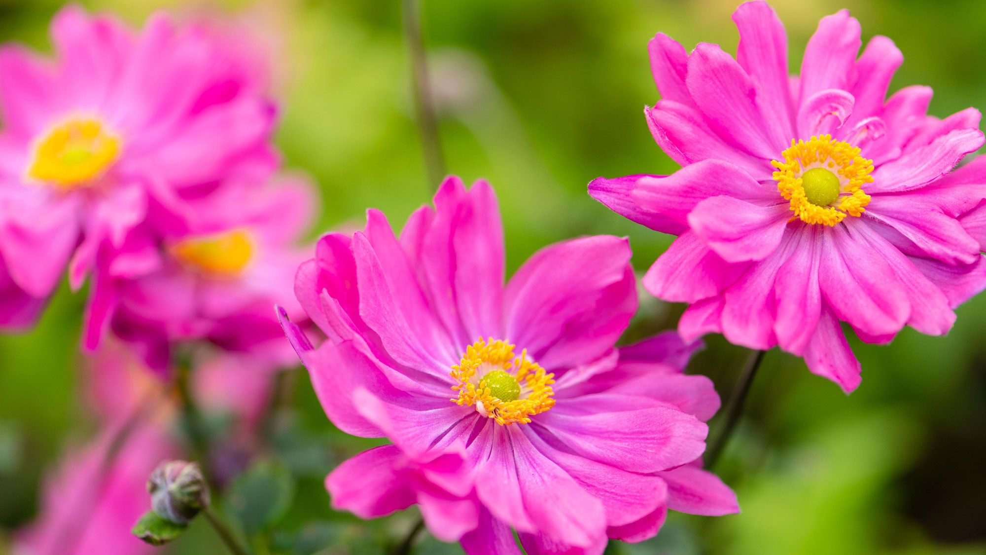 Your Gloomy Yard Spaces Need These 7 Shade-Friendly Superstars For Lasting Blooms and Sparkle in Fall