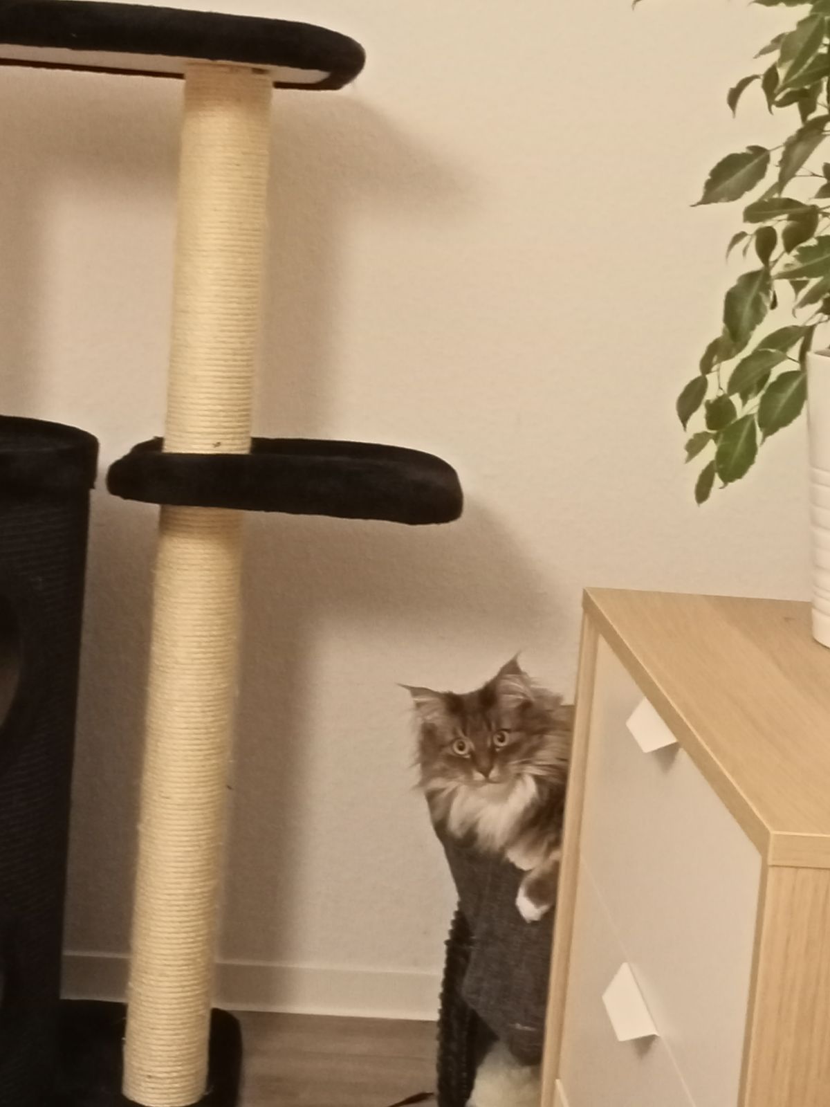 2x Zoom