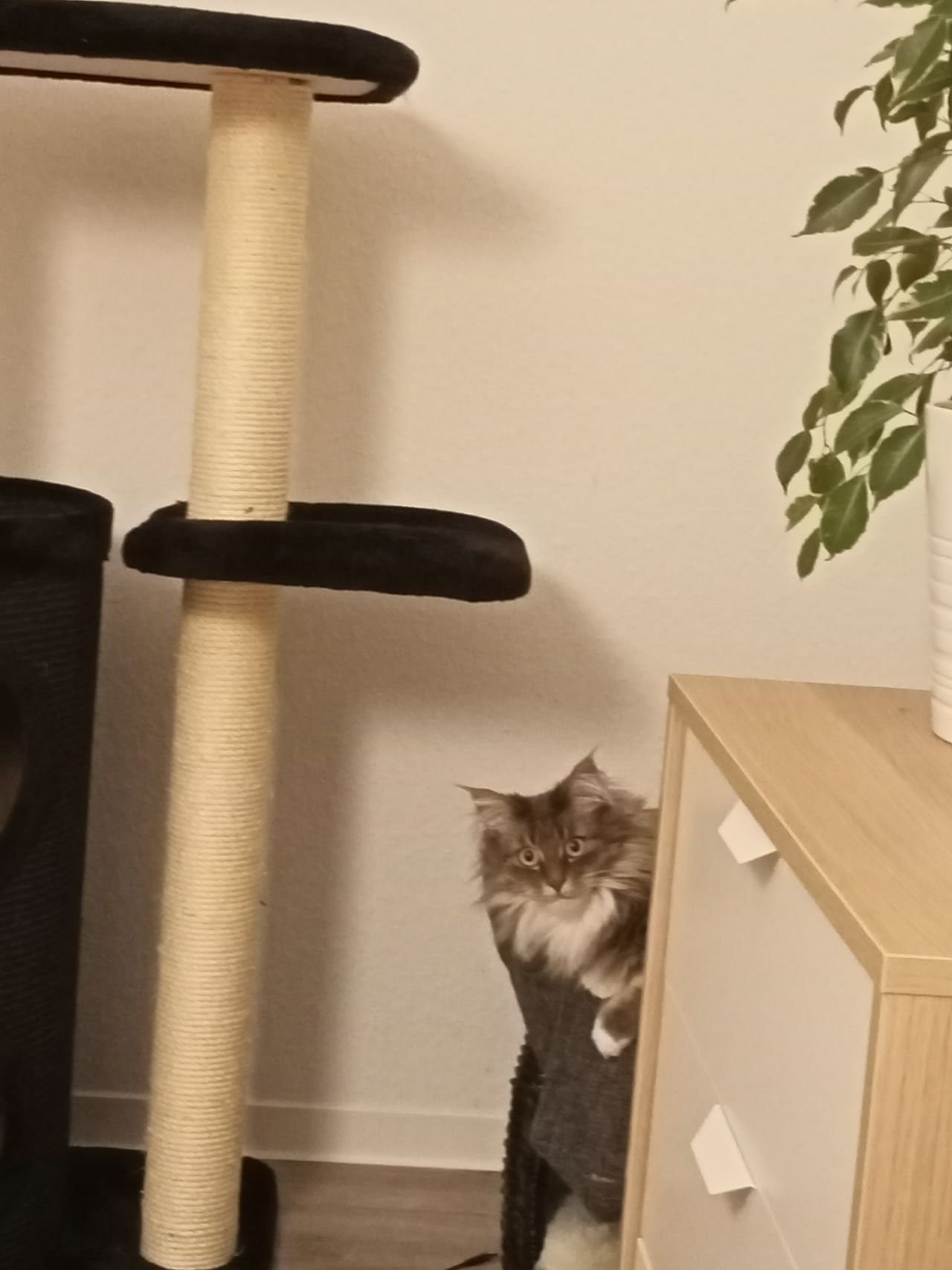 2x Zoom