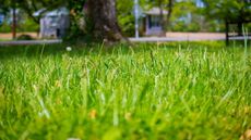 Close up grass blades in a lawn