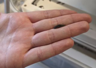 an insect in the palm of a human hand