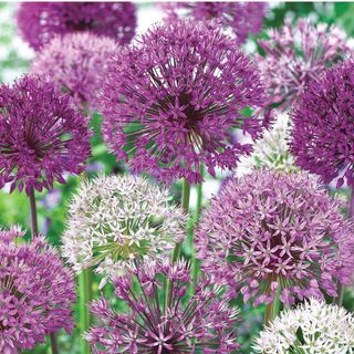 Giant Allium Dormant Bulb Mixture (15-Pack)