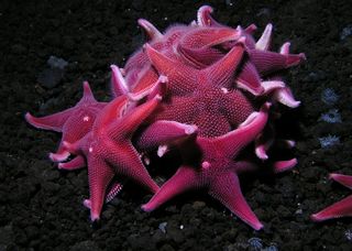 Sea stars on the Antarctic ocean floor.