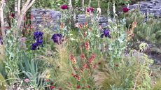 planting with ornamental grasses, iris, verbascum and poppies