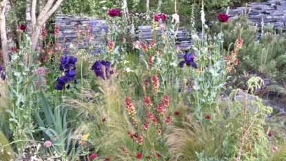 planting with ornamental grasses, iris, verbascum and poppies