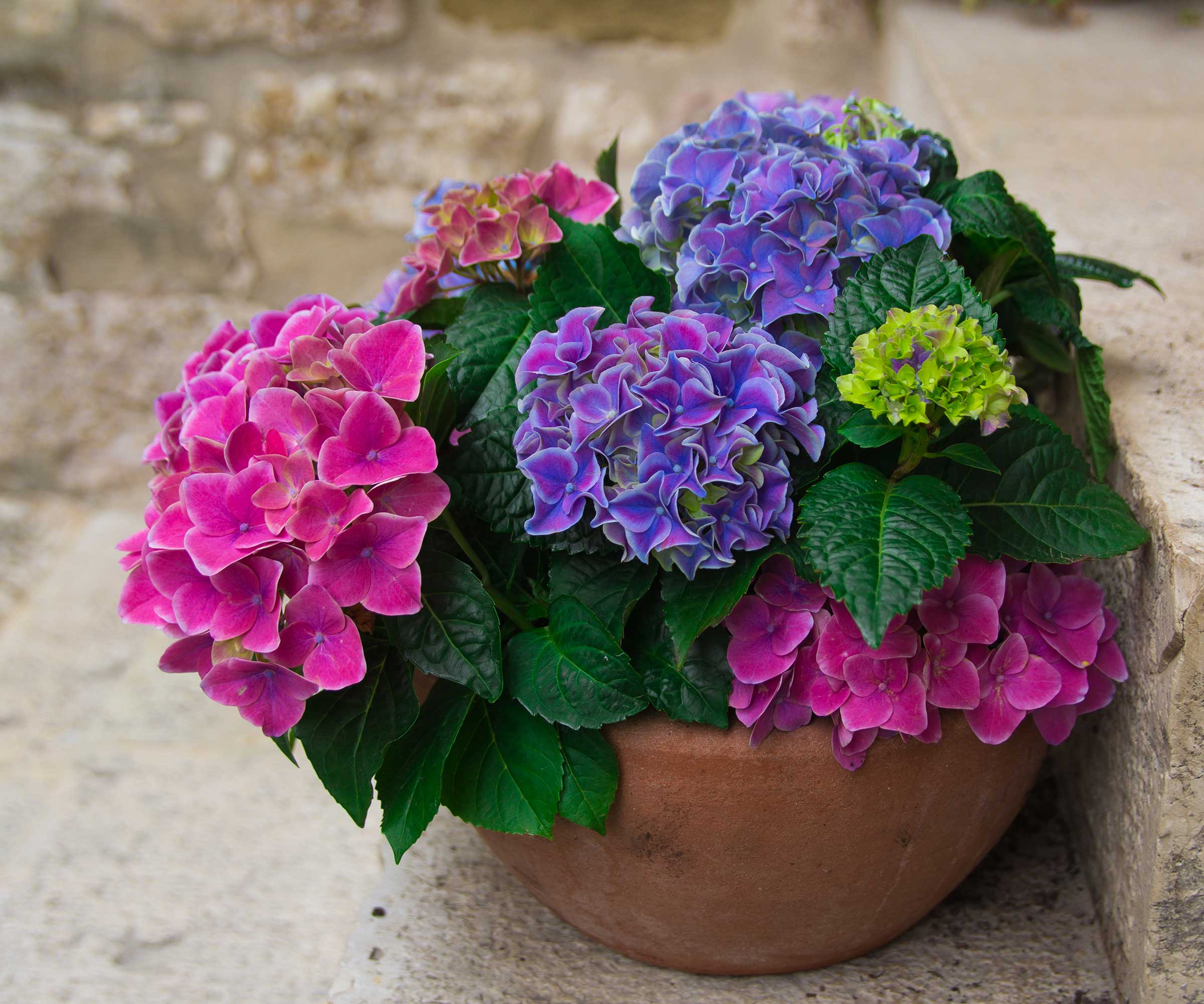 colorful hydrangeas in pot