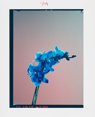 blue flower on a light faded coloured background