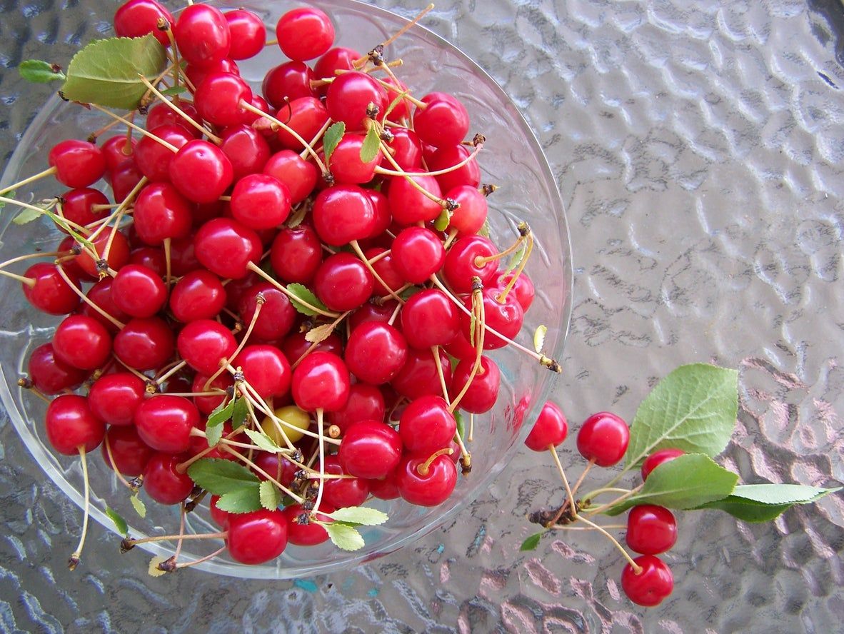 Lapins Cherry Information: Learn How To Grow Lapins Cherry Trees