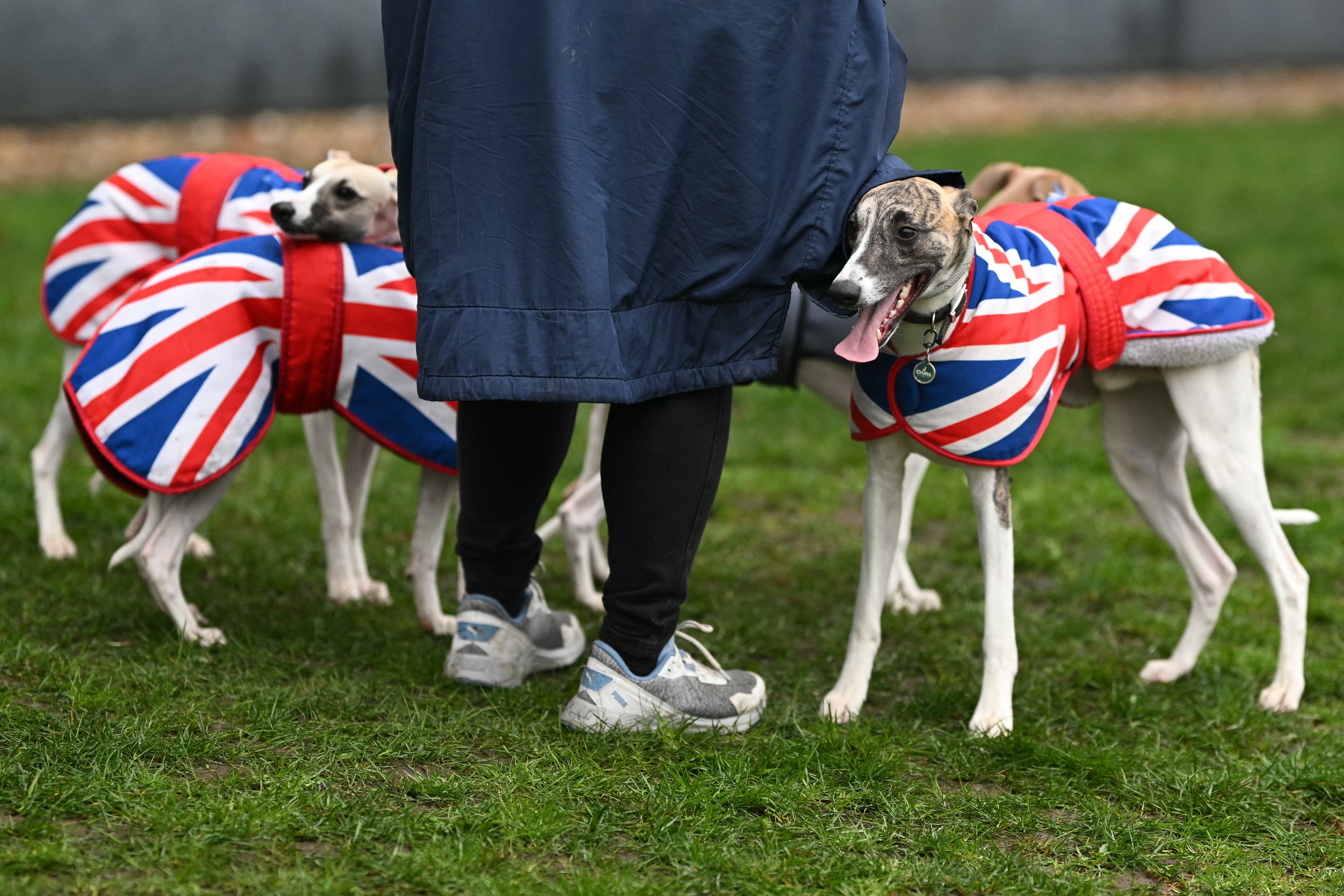 Afghan hounds wearing coats arriving at Crufts 