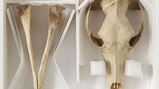 The skull and bones of a Tasmanian tiger.
