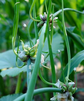 Egyptian walking onion plants growing in a vegetable garden