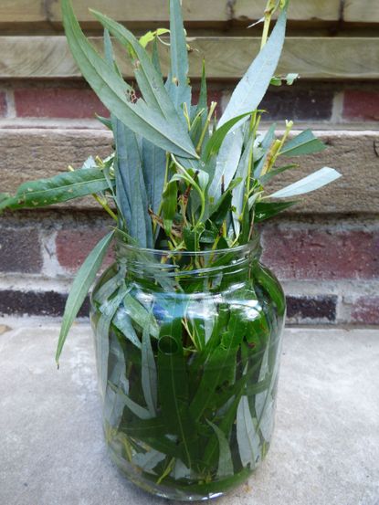 Willow Leaves In A Jar With Water