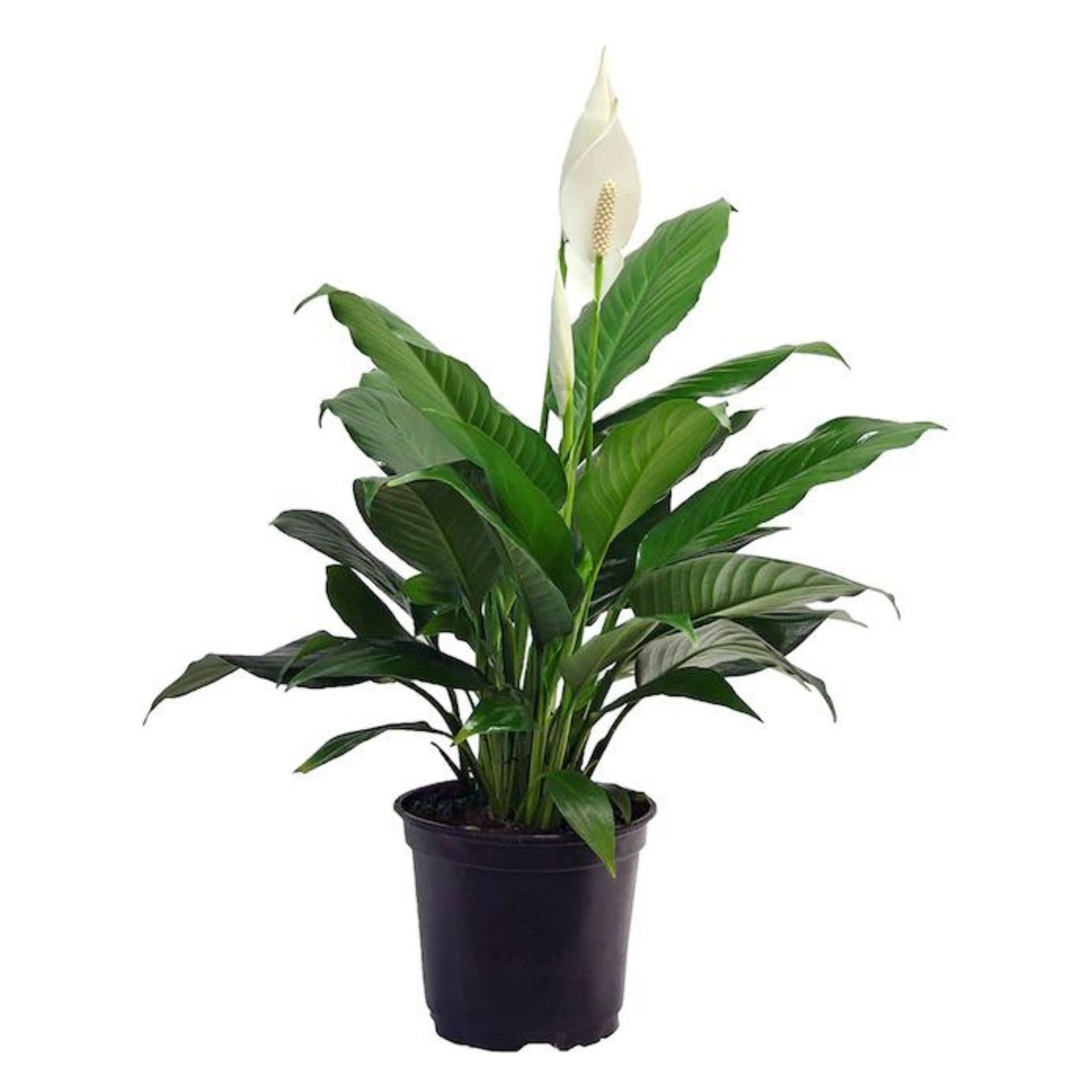 Houseplants that help with sleep cut out