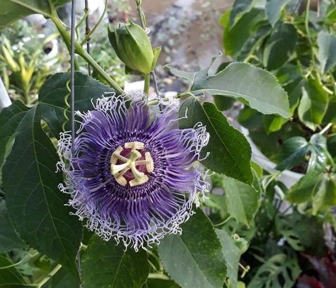 Passiflora Incarnata Maypop Live Plant, Purple Passionflower Plant, Well Rooted 4 to 6 Inc Tall for Home Garden