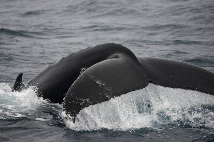 Humpback whale diving