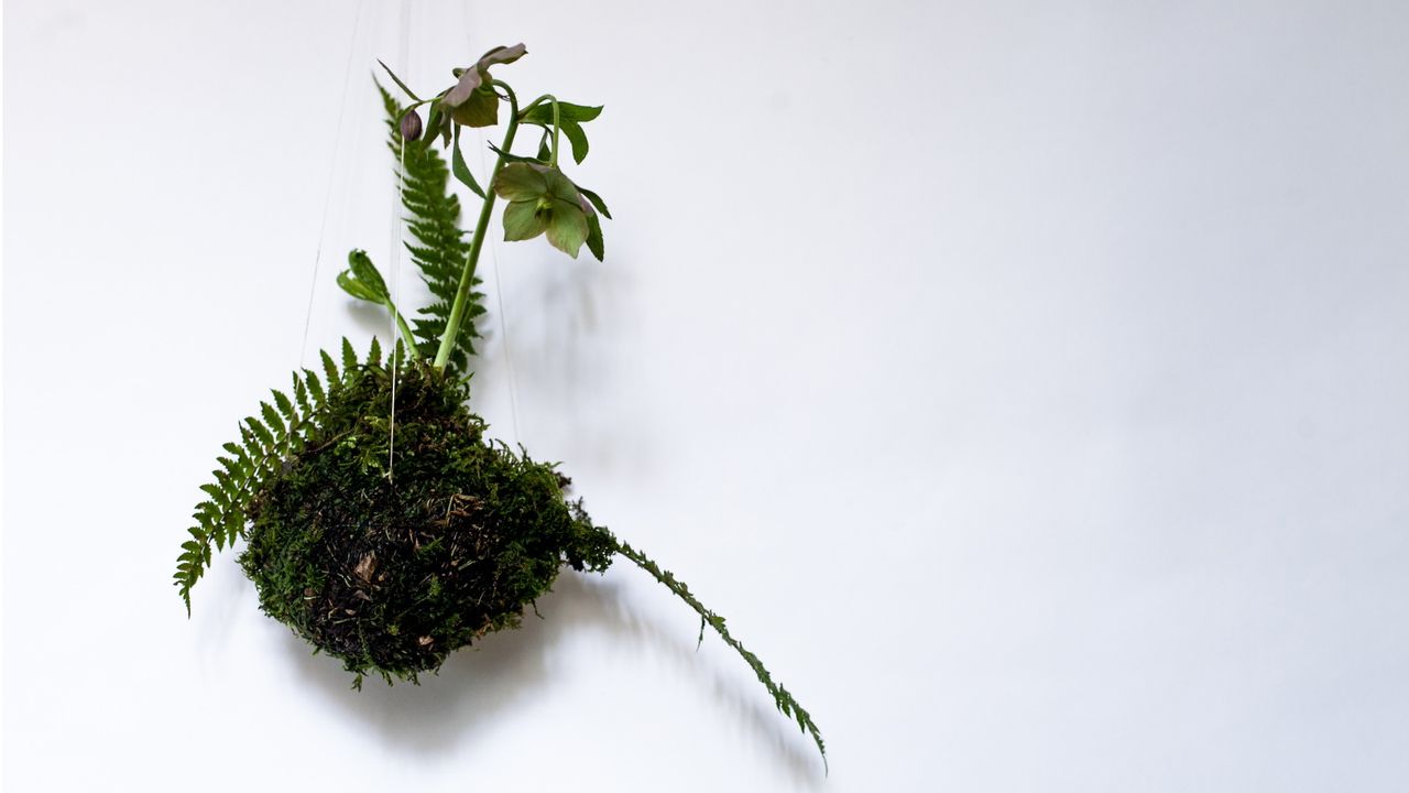 Hanging kokedama plant